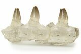 Mosasaur Jaw Section with Three Teeth - Morocco #220667-7